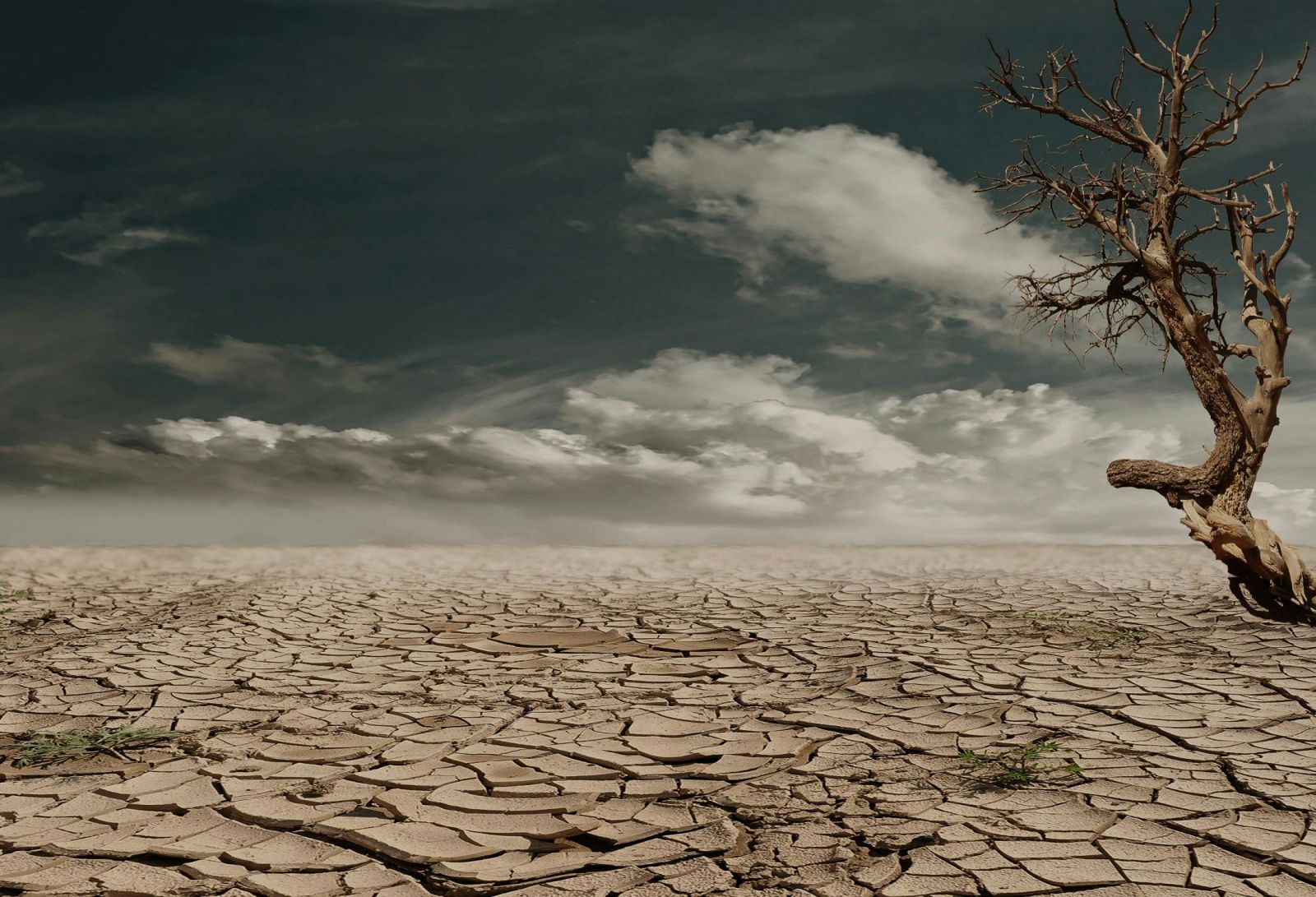 Non-Life Insurance and Climate Change: Challenges, Opportunities, and Value
